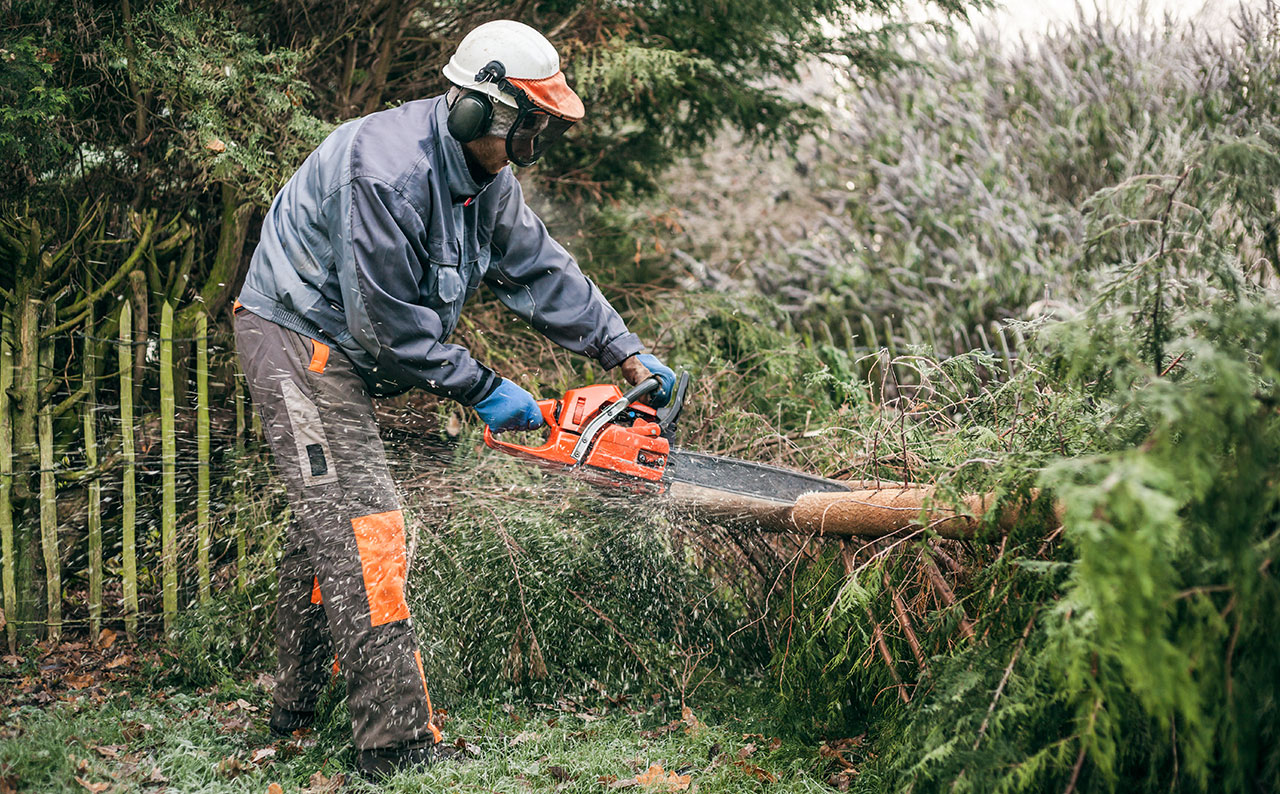 treepruningnear