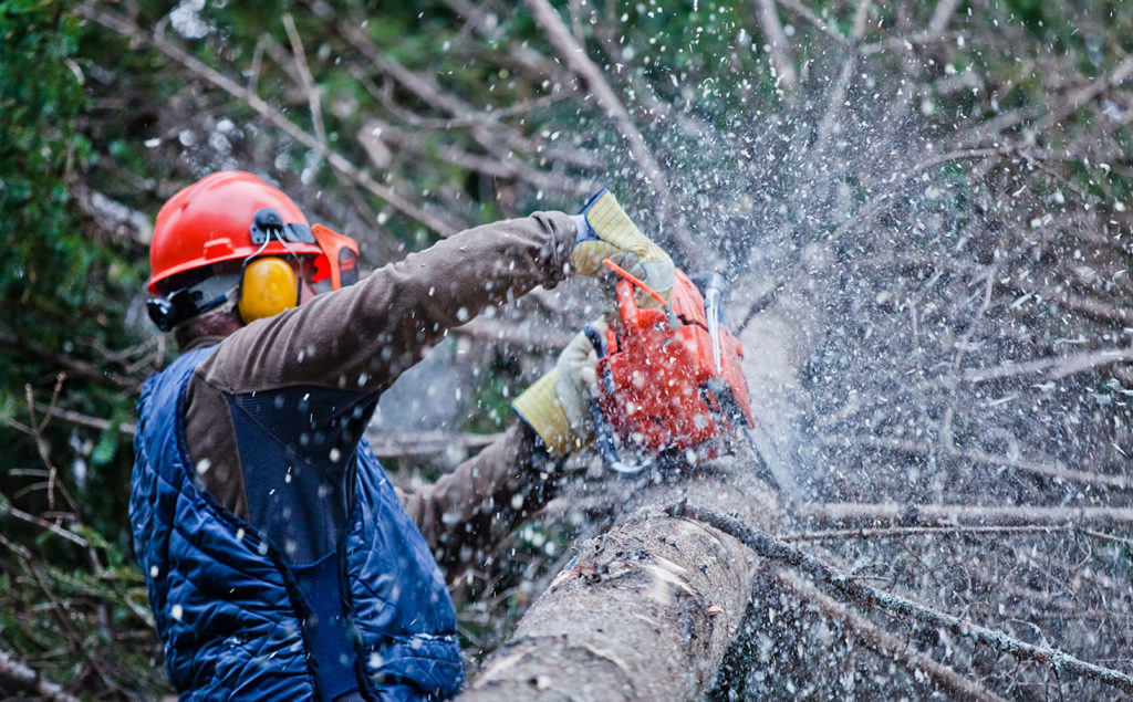 Local Tree Trimming & Pruning Service Kalispell Montana